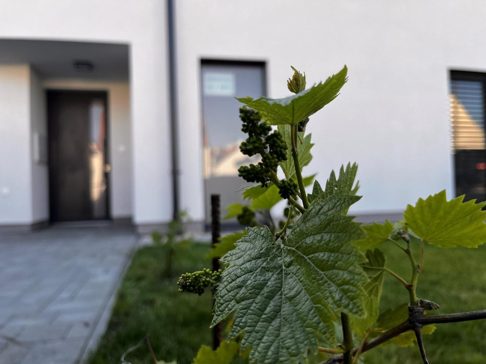 Apartmán Mikulovske Zahrady